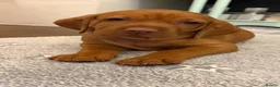 Hungarian Vizsla dogs for sale: Ready Now KC Hungarian Vizsla Puppies - Advert 5