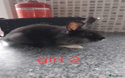 Lionhead rabbits for sale: 5 beautiful lionhead female babies - Image 9