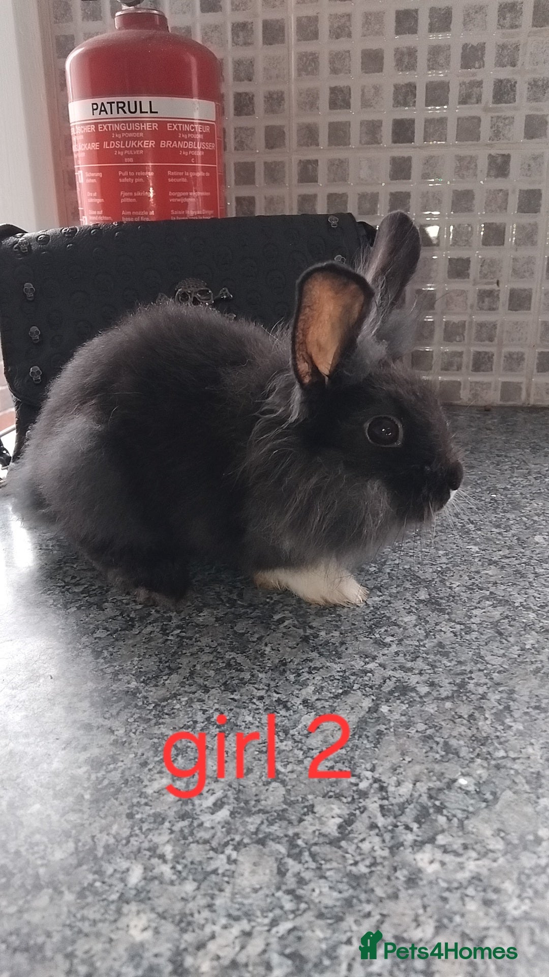 Lionhead rabbits for sale: 5 beautiful lionhead female babies - Image 9
