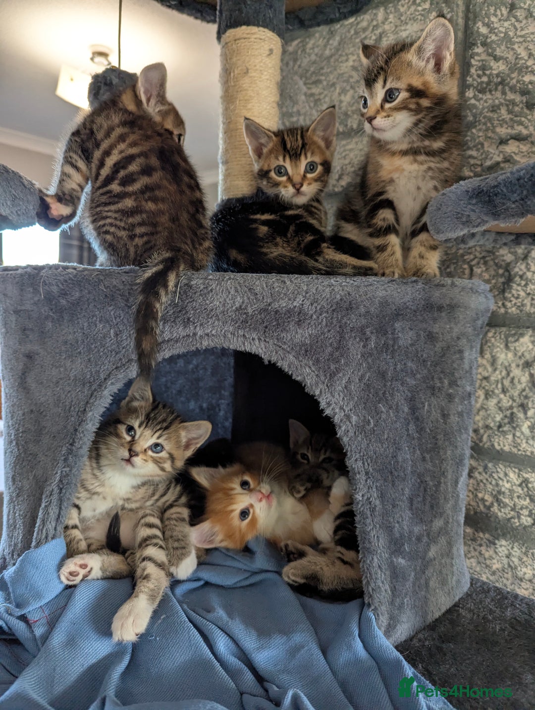 Mixed Breed cats for sale: Gorgeous kittens for sale £250 males £300 females - Advert 4