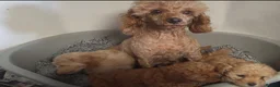 Miniature Poodle dogs for sale: Maltpoo puppies 5 🌟 licence breeder  - Advert 7