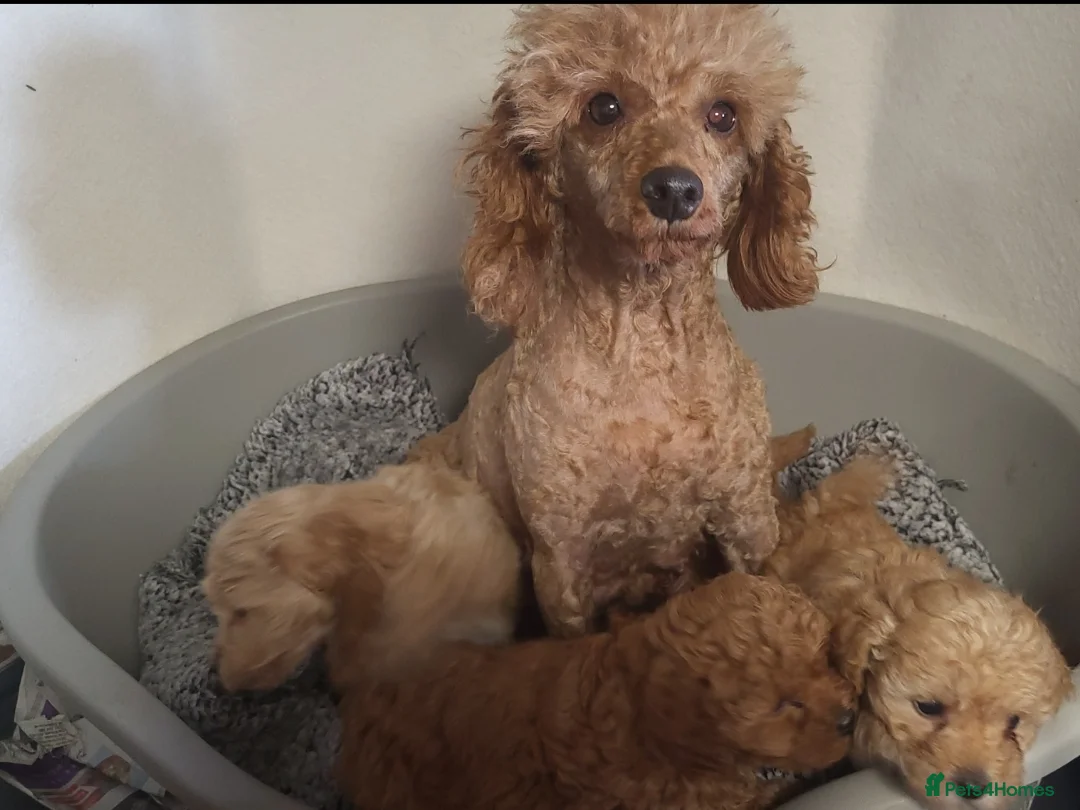 Miniature Poodle dogs for sale: Maltpoo puppies 5 🌟 licence breeder  - Advert 7