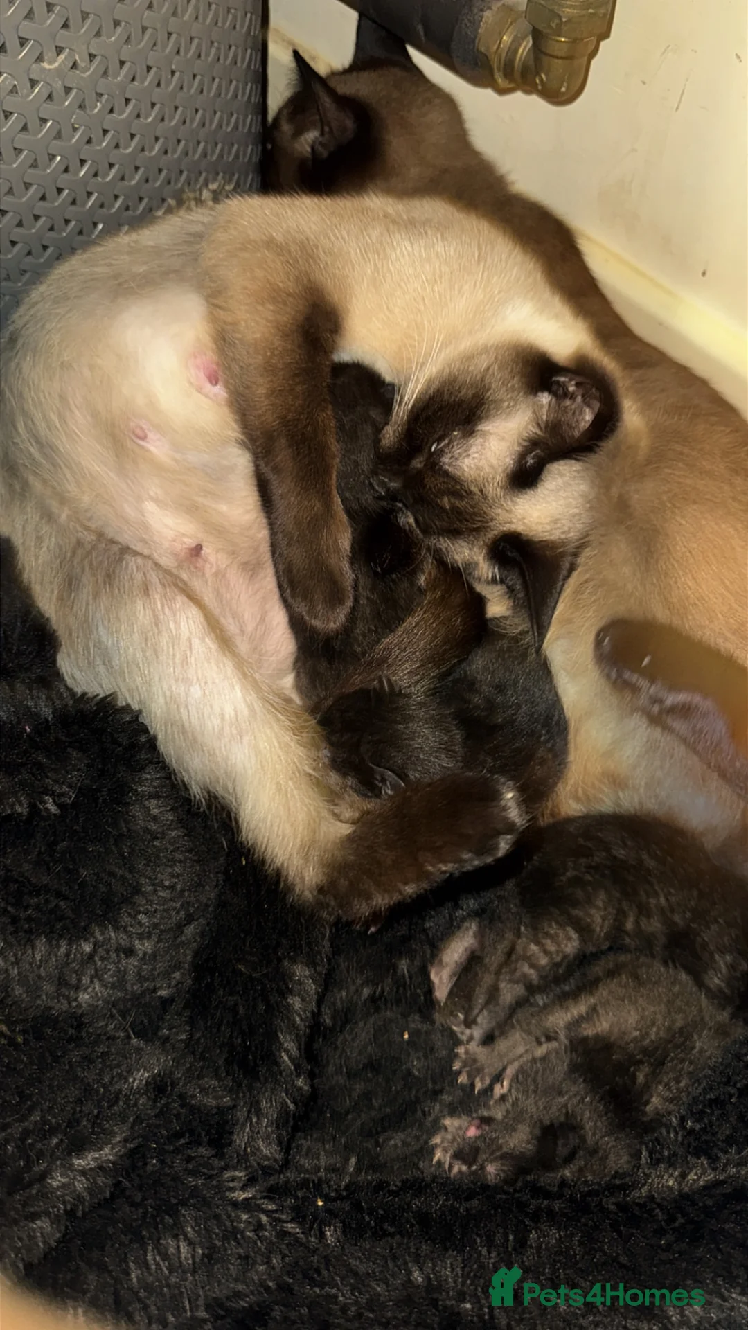 Siamese cats for sale: Beautiful Black 1/2 Siamese x kittens  in Wokingham - Advert 1