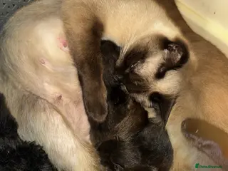 Siamese cats Beautiful Black 1/2 Siamese x kittens - Advert 13