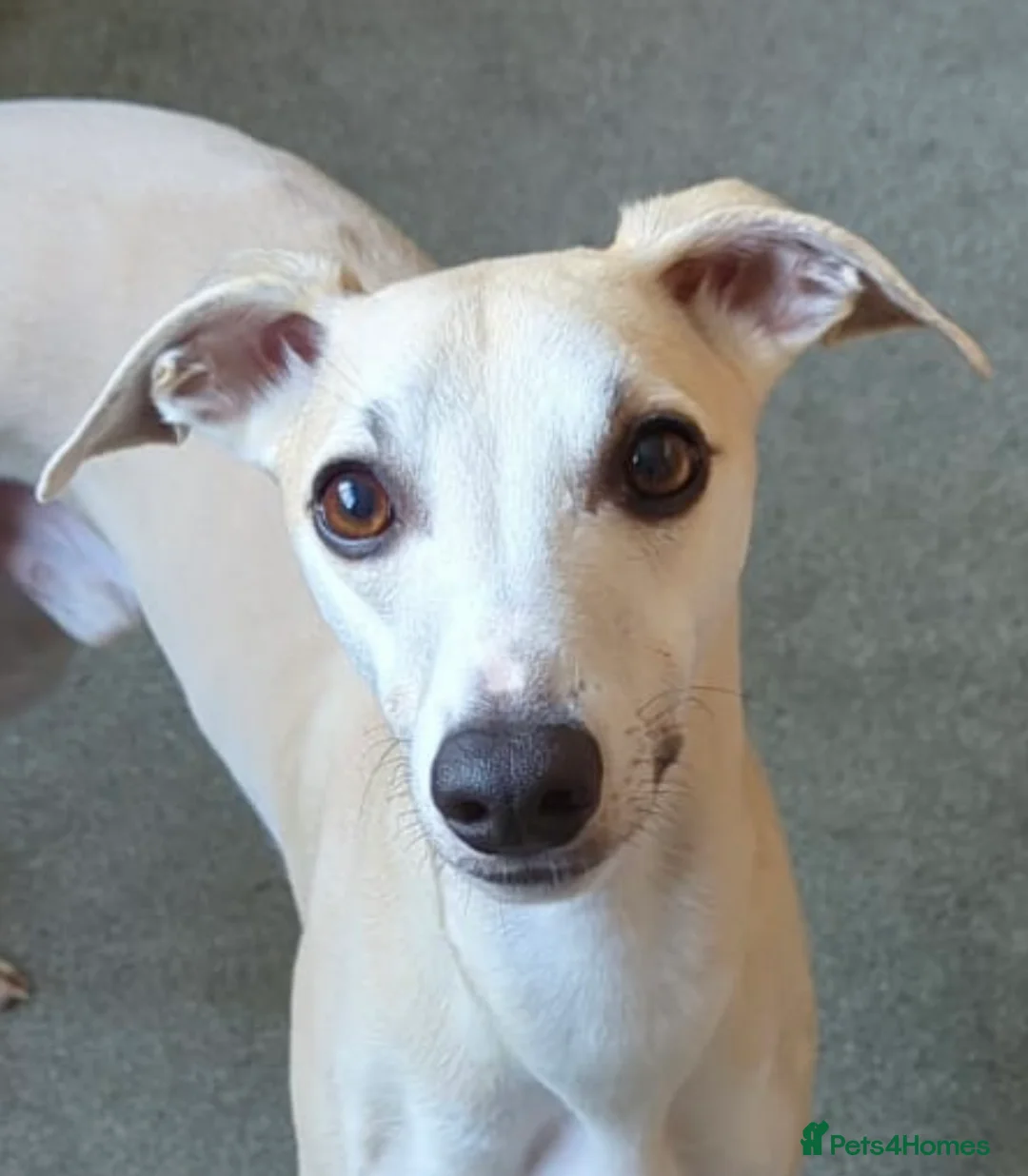 Whippet dogs for stud: KC Reg Heart Tested Gorgeous Fawn Whippet at Stud  in Bristol - Advert 1