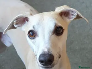 Whippet dogs KC Reg Heart Tested Gorgeous Fawn Whippet at Stud in Bristol - Advert 1