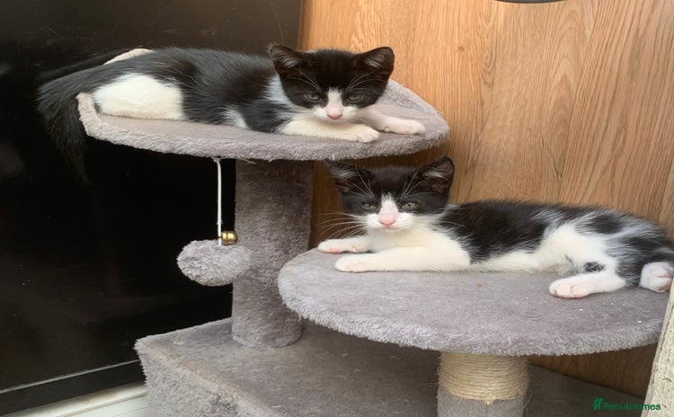 Mixed Breed cats - Advert 3