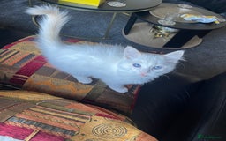 Ragdoll cats for sale: Ragdoll adults Purebred pedigree 5 generations  - Advert 30