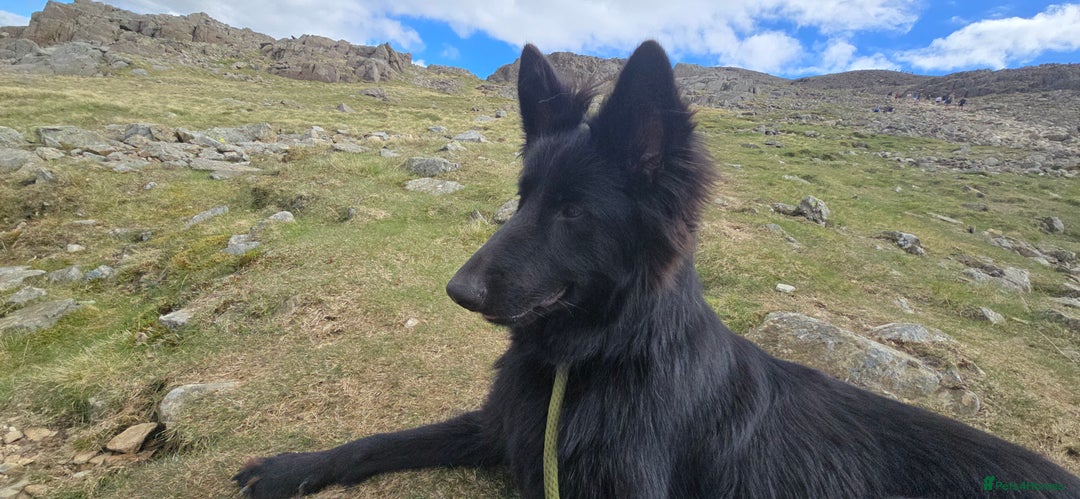 German Shepherd dogs for sale: Long coat black German shepherd  - Image 2