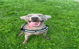 Mixed Breed dogs for sale: 2 gorgeous girls - Image 1