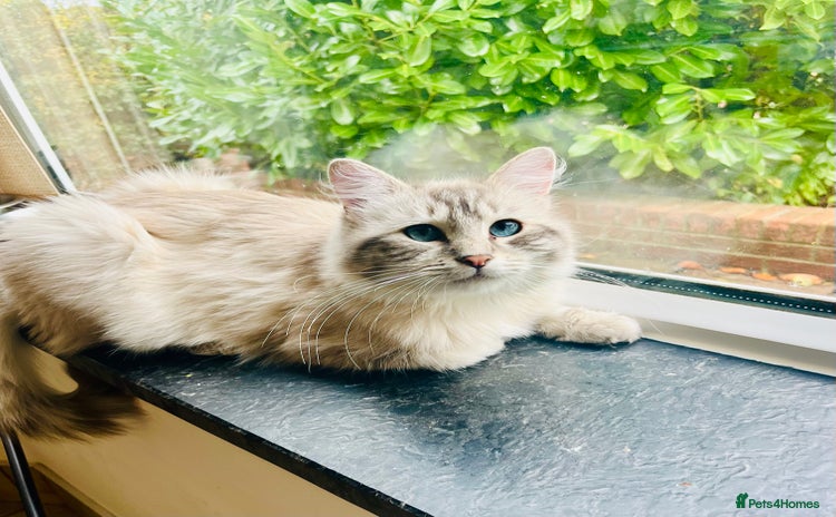 Ragdoll cats - Advert 1