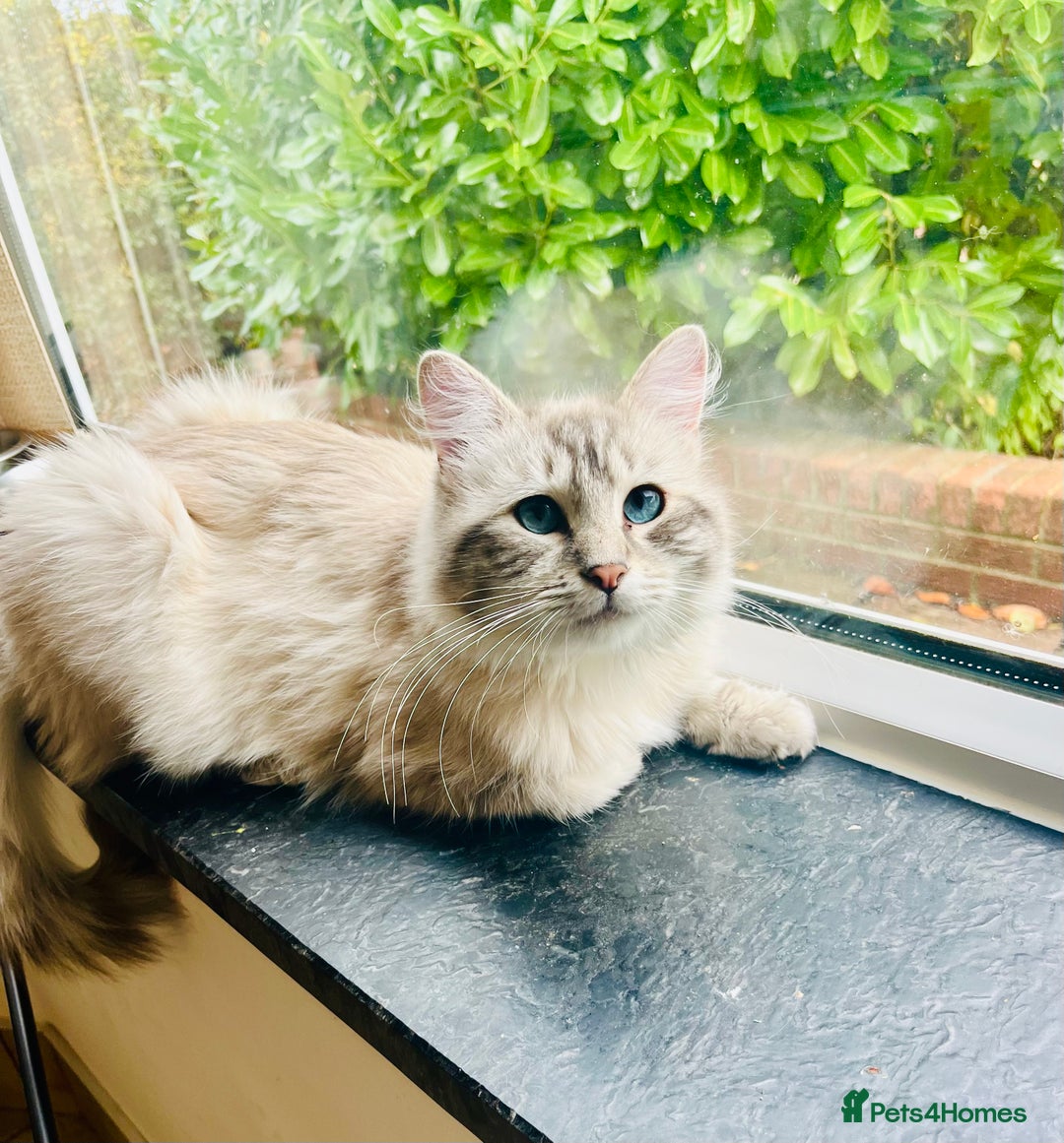 Ragdoll cats for stud: Gorgeous Ragdoll for Stud Duties - Advert 2