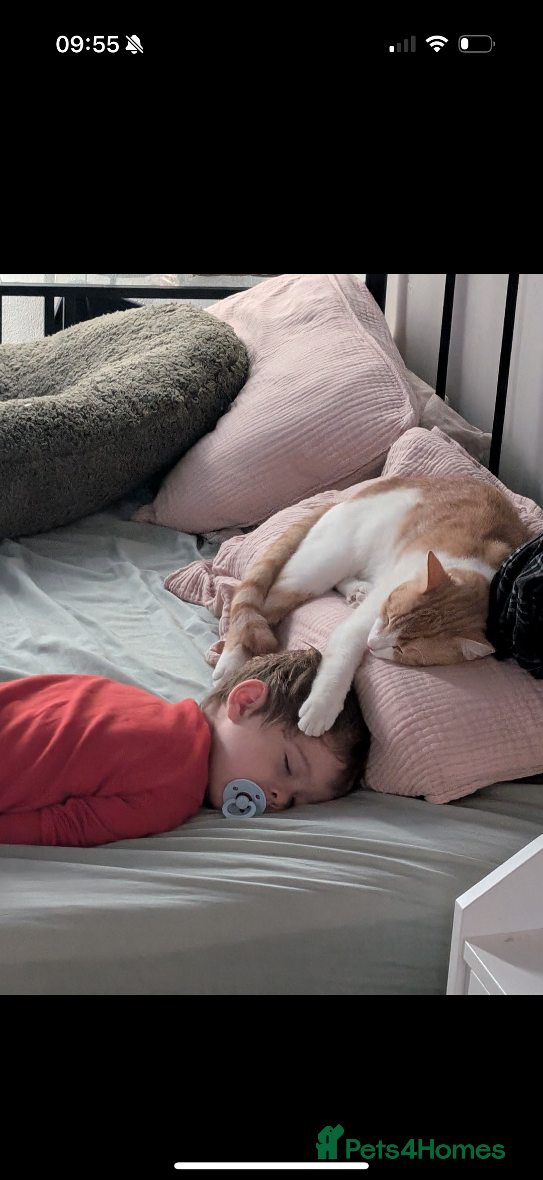 Mixed Breed cats for sale: Mabel and Sully - Advert 6