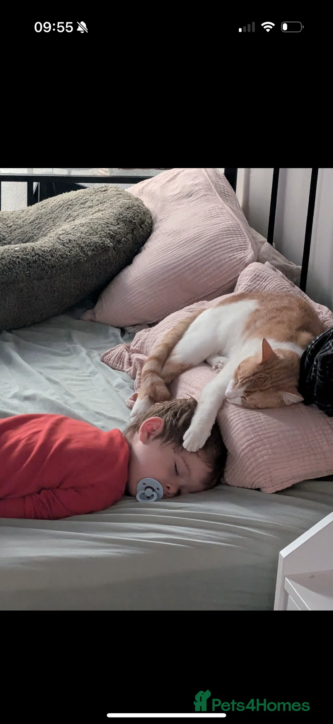 Mixed Breed cats for sale: Mabel and Sully - Advert 6