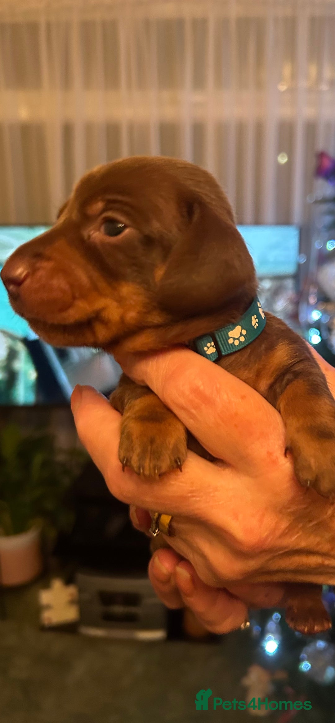 Miniature Dachshund dogs for sale: Beautiful miniature dachshunds - Advert 6