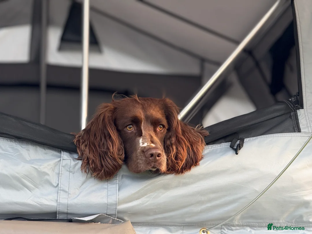 English Springer Spaniel dogs for stud: Exceptional English Springer Spaniel for stud. - Advert 9