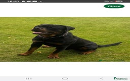 Rottweiler dogs for sale: Rottweiler Puppies - Image 8