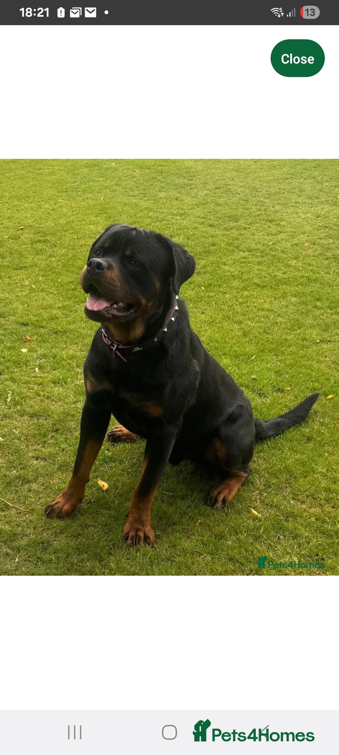 Rottweiler dogs for sale: Rottweiler Puppies - Image 8