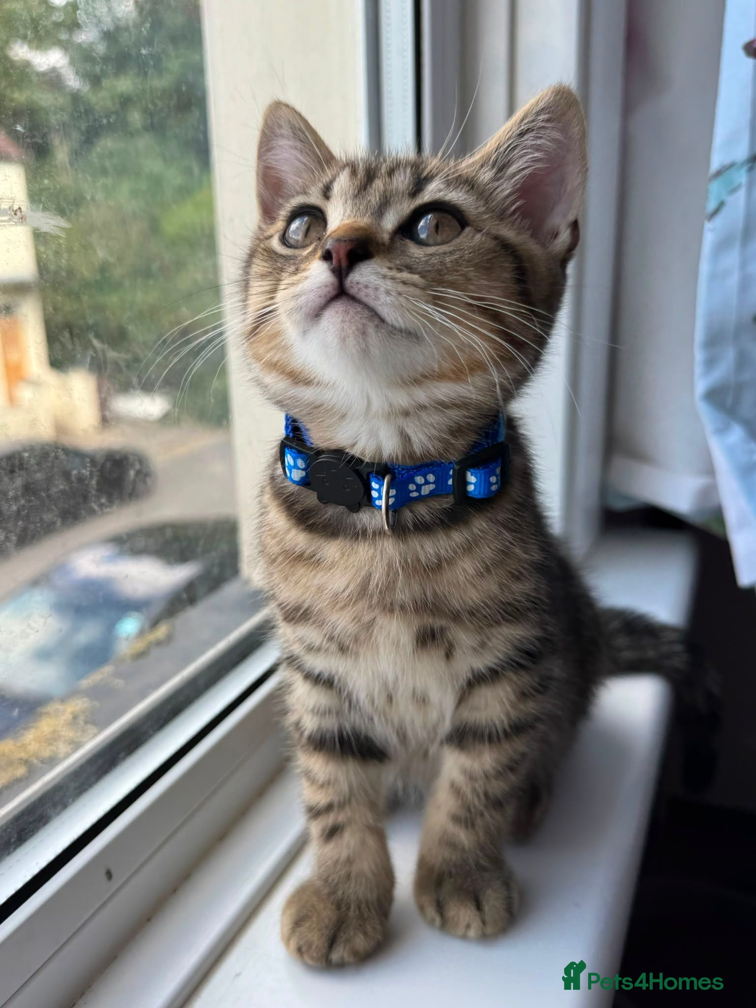 British Shorthair cats GCCF Registered British Shorthair Chocolate Tabby - Advert 2