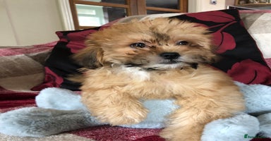 Shihpoo dogs - Advert 1