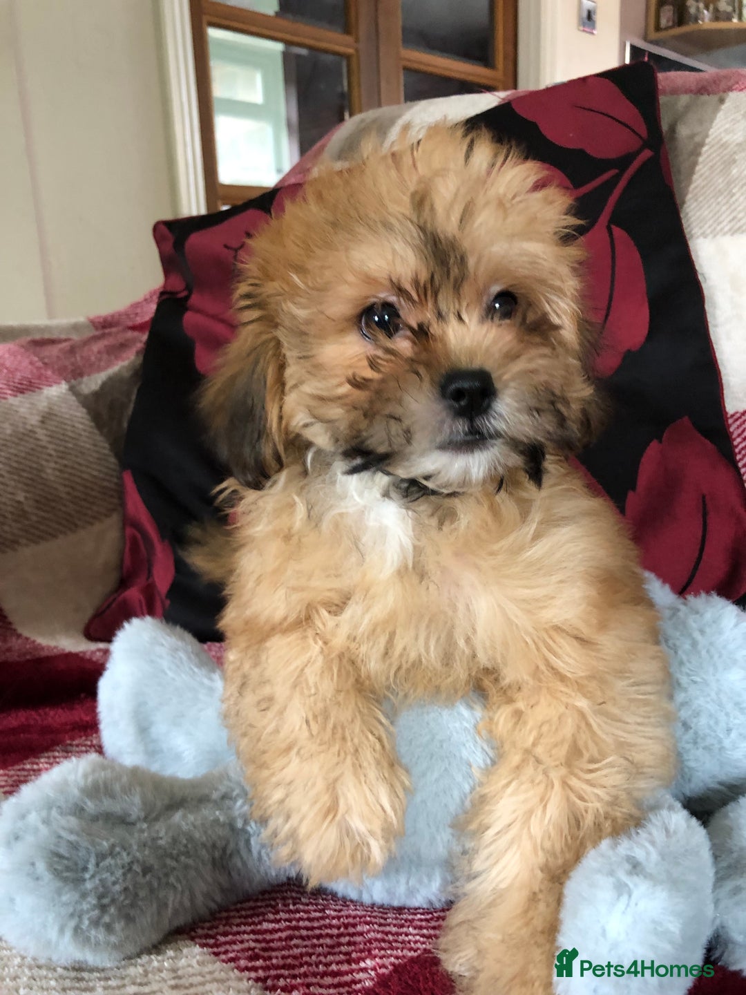 Shihpoo dogs for sale: shihpoo puppies for sale  - Image 2