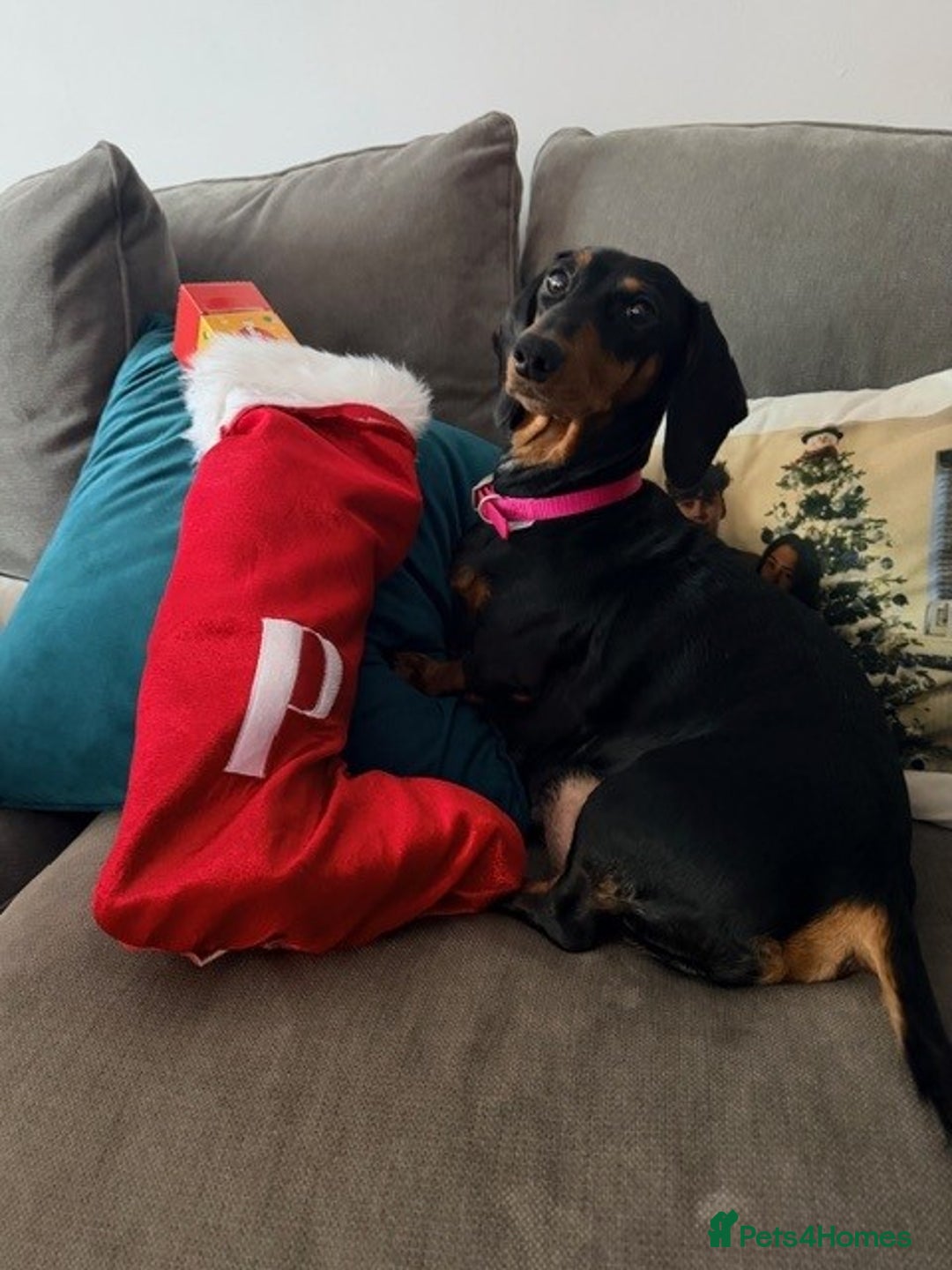 Dachshund dogs for sale: Adorable dachshund puppies 2 male & 2 female - Advert 3