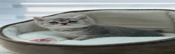British Shorthair cats for sale: British shorthair kittens  - Advert 39