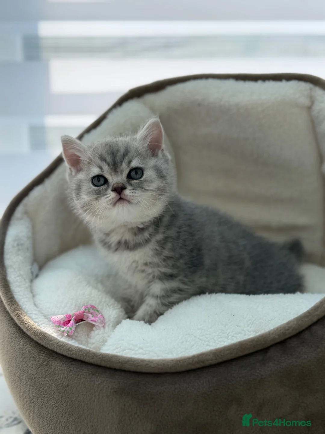 British Shorthair cats for sale: British shorthair kittens  - Advert 39