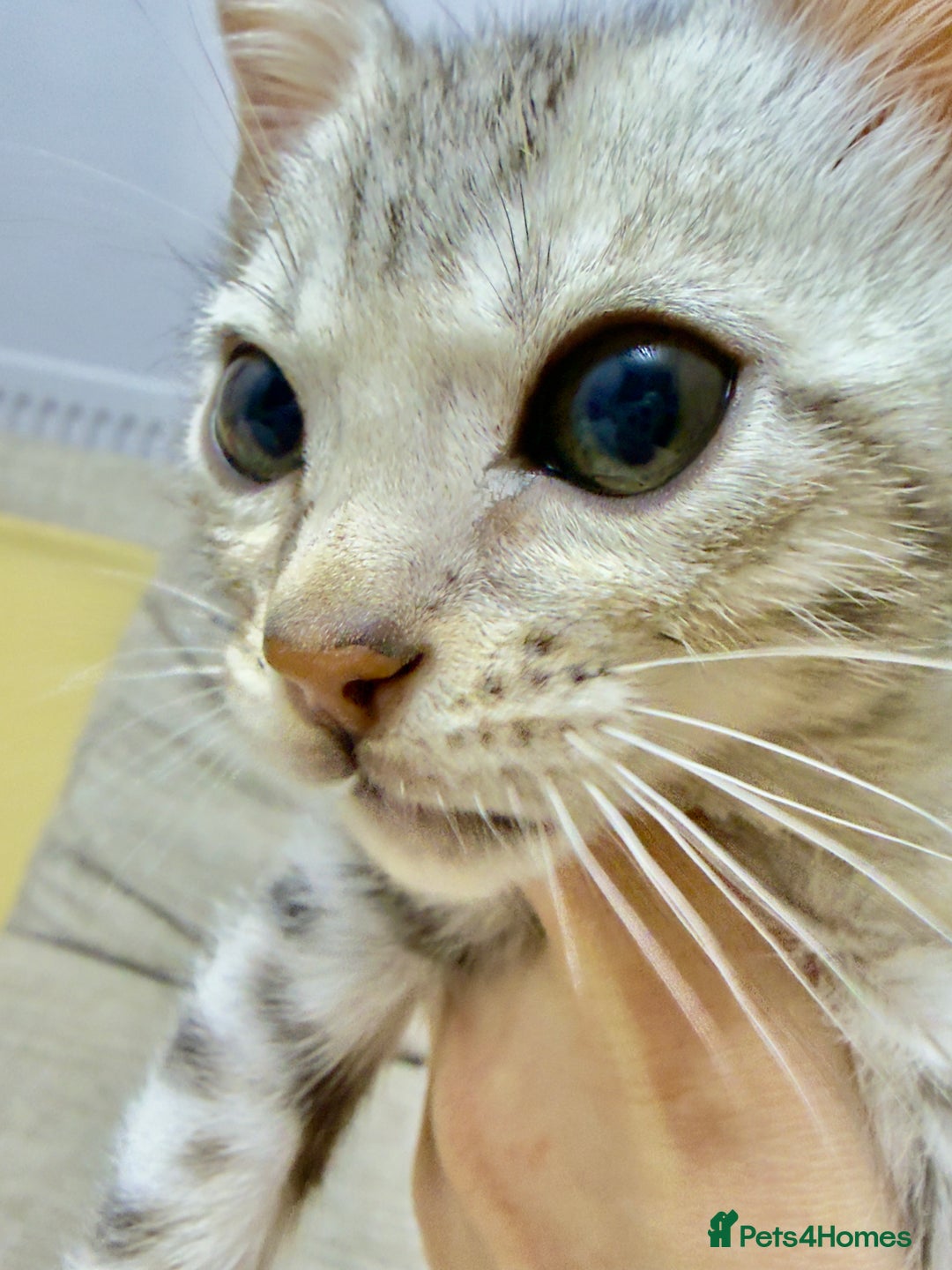 Bengal cats for sale: purebred Bengal kittens - Advert 10