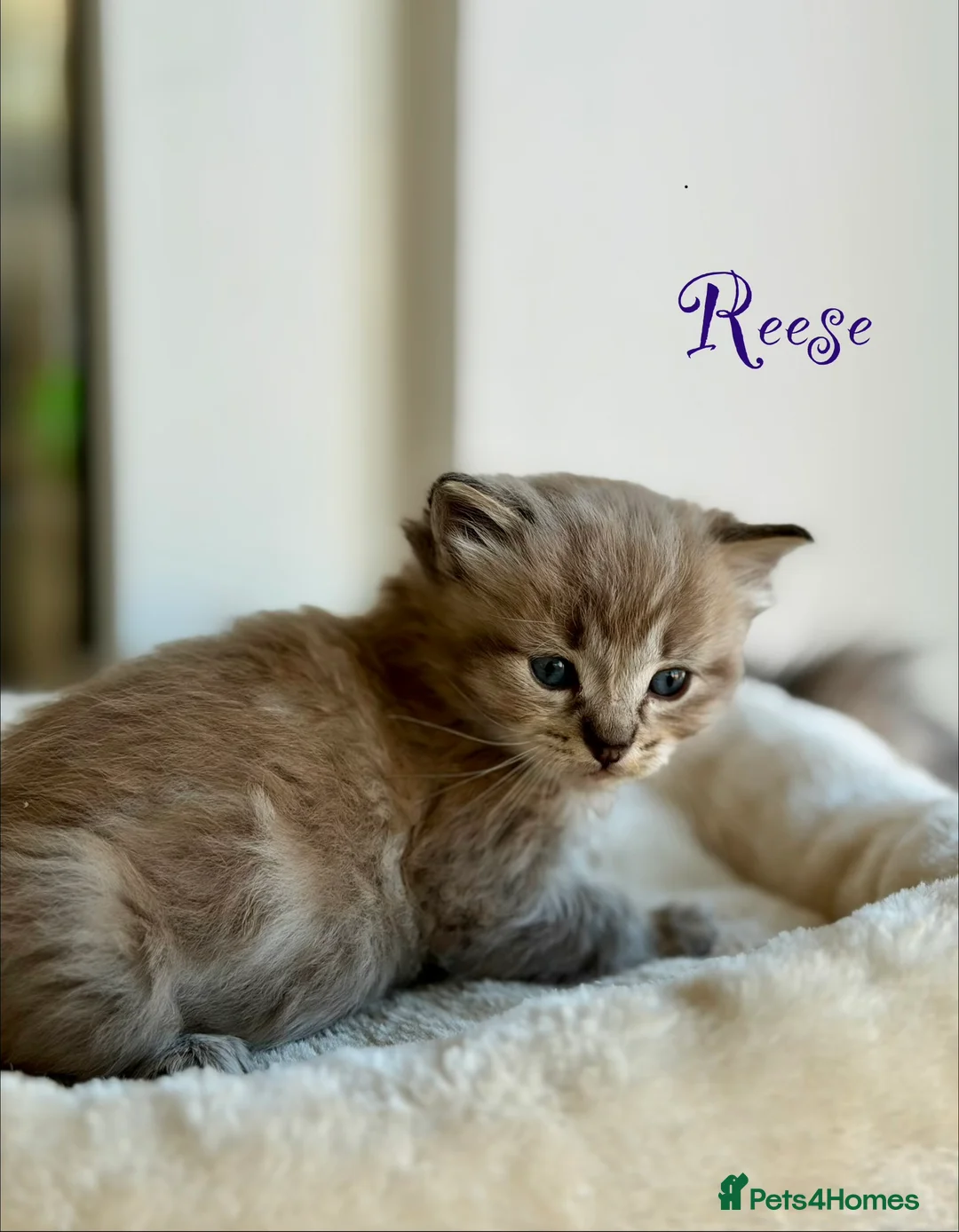 Ragdoll cats for sale: TICA registered cherubim kittens - Advert 11