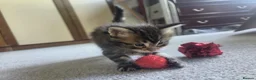 Maine Coon cats for sale: 2 maine coon girl kittens for sale in Paisley - Advert 4