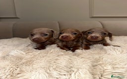 Miniature Dachshund dogs for sale: Stunning ISABELLA miniature dachshunds  - Image 5
