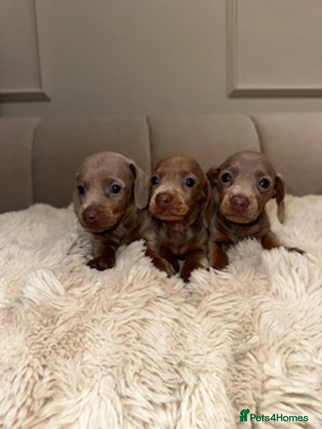 Miniature Dachshund dogs for sale: Stunning ISABELLA miniature dachshunds  - Image 5
