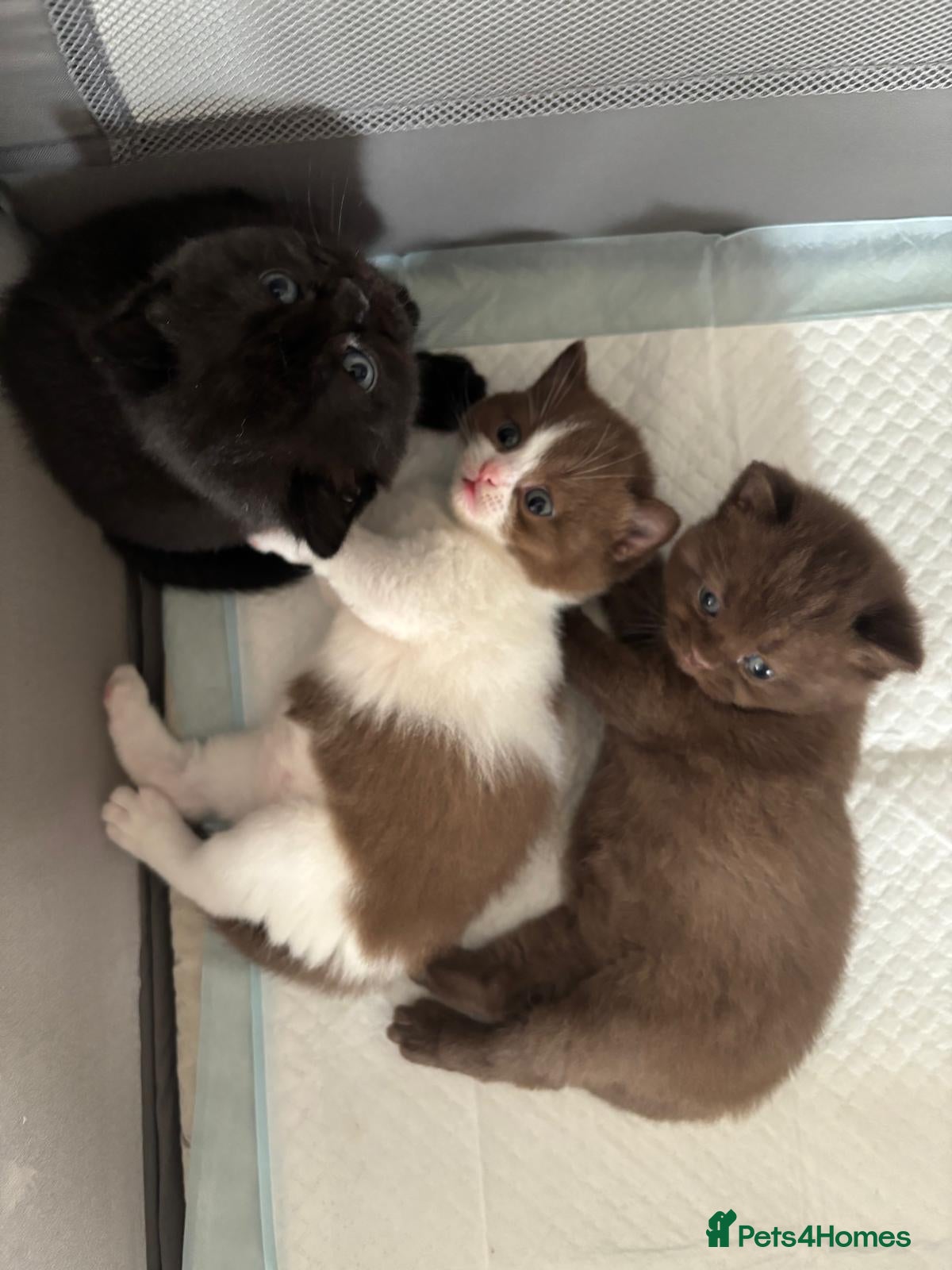 British Shorthair cats 3 GCCF registered British short hair kittens - Advert 13