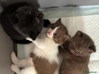 British Shorthair cats 3 GCCF registered British short hair kittens - Advert 13