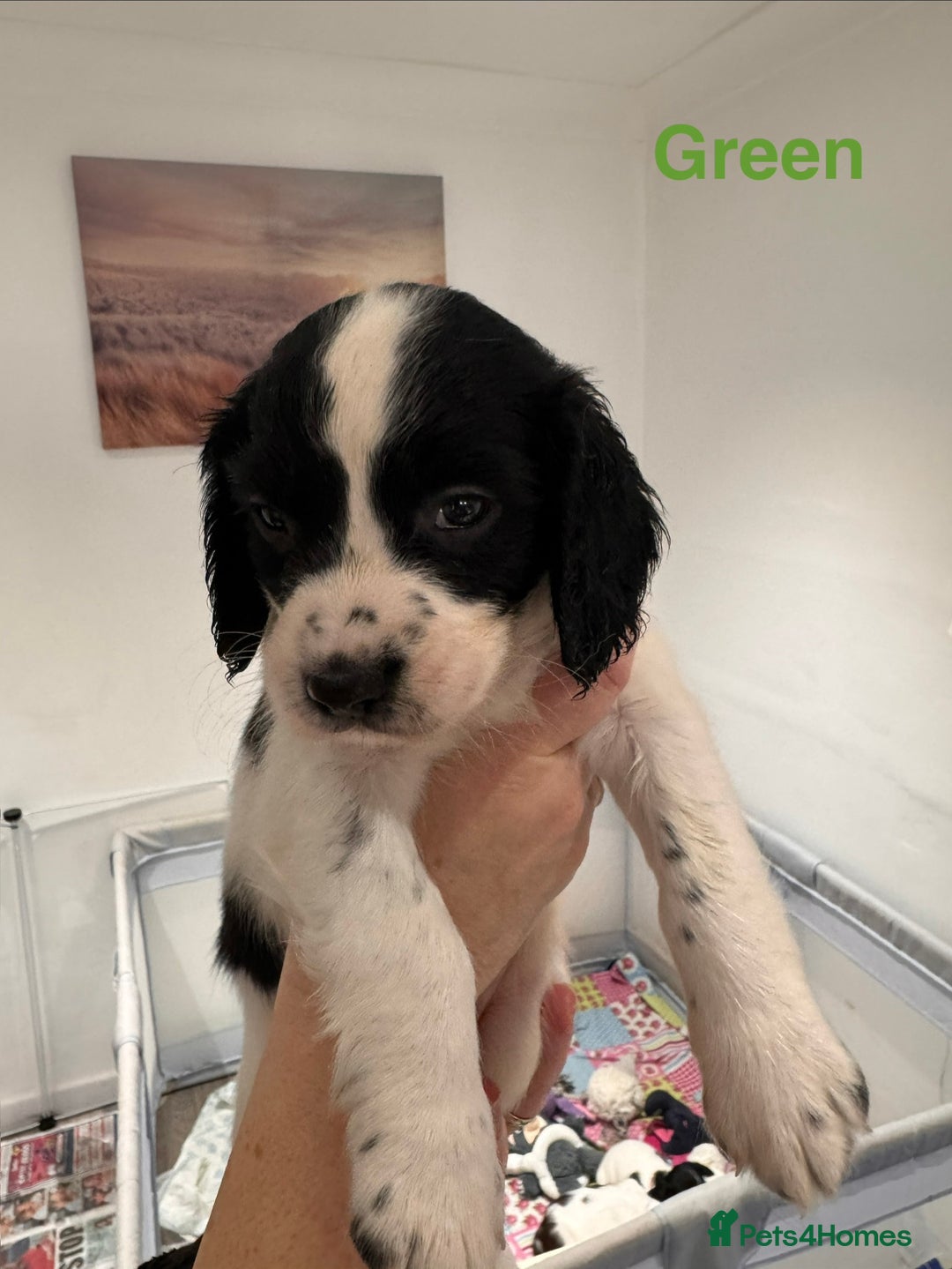 English Springer Spaniel dogs for sale: English Springer Spaniel Pups.  - Advert 13