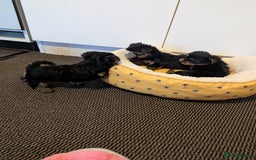 Yorkshire Terrier dogs for sale: Adorable Yorkshire terrier puppies available  - Image 24