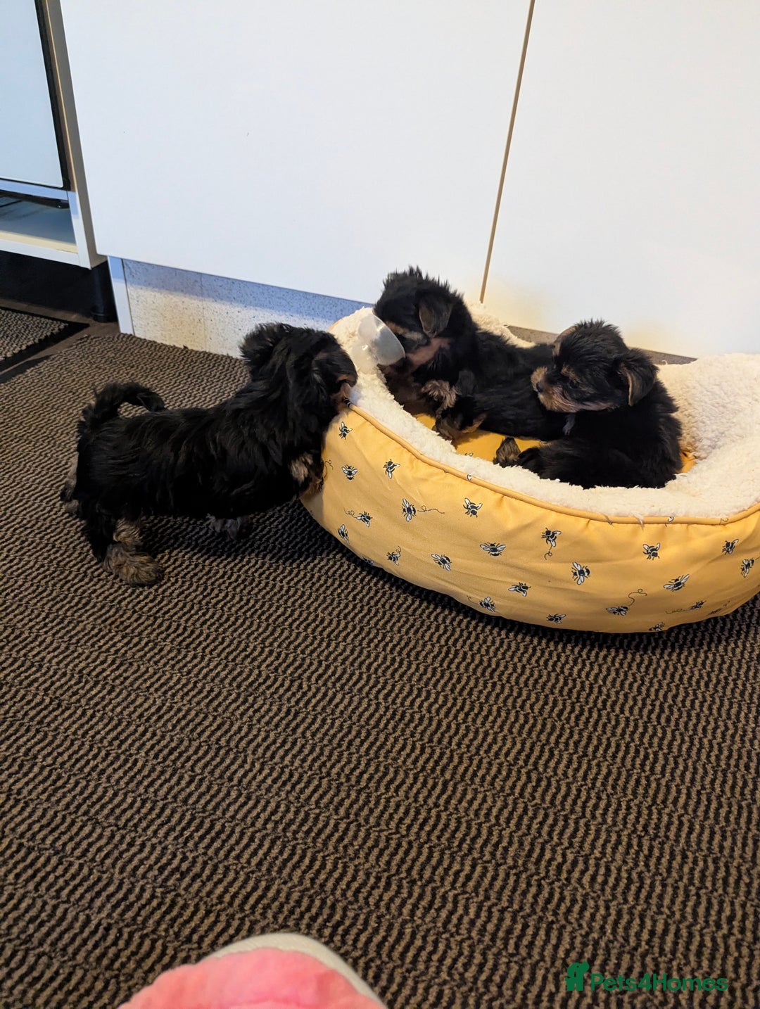 Yorkshire Terrier dogs for sale: Adorable Yorkshire terrier puppies available  - Image 24