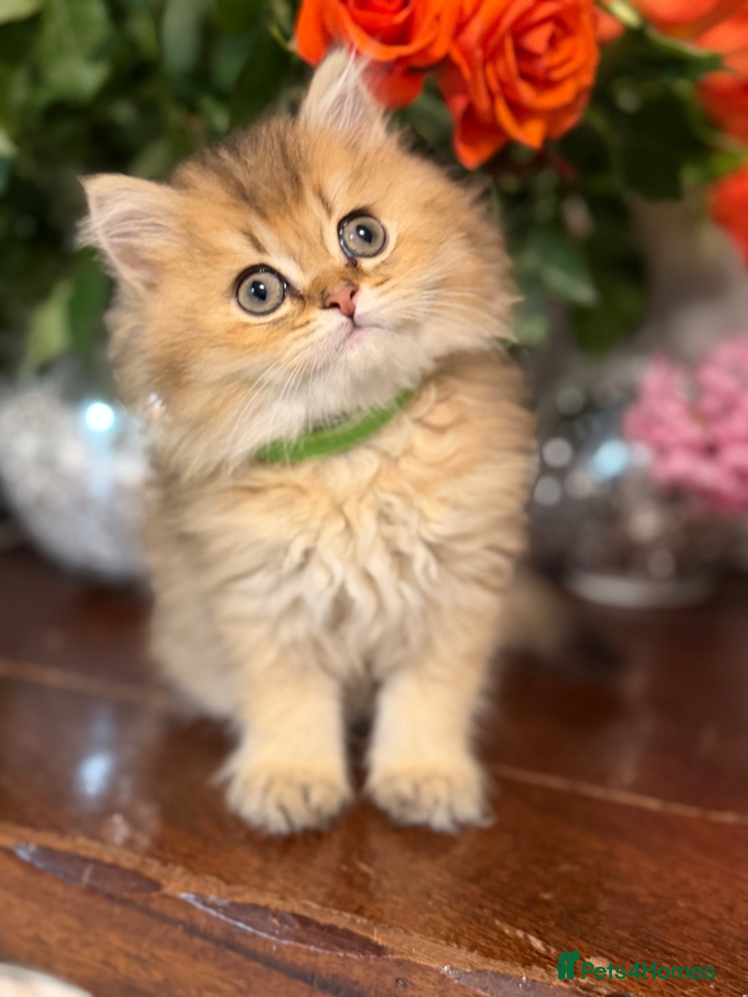 British Longhair cats British longhair golden kittens TICA - Advert 6