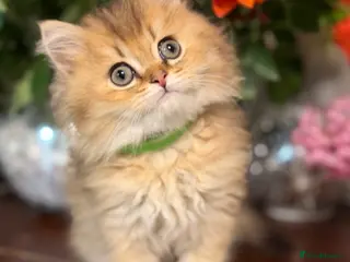 British Longhair cats British longhair golden kittens TICA - Advert 6