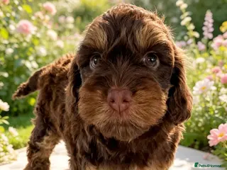 Cockapoo dogs ❤️ DNA CLEAR, Last beautiful girl ,Ready 5th June - Advert 9