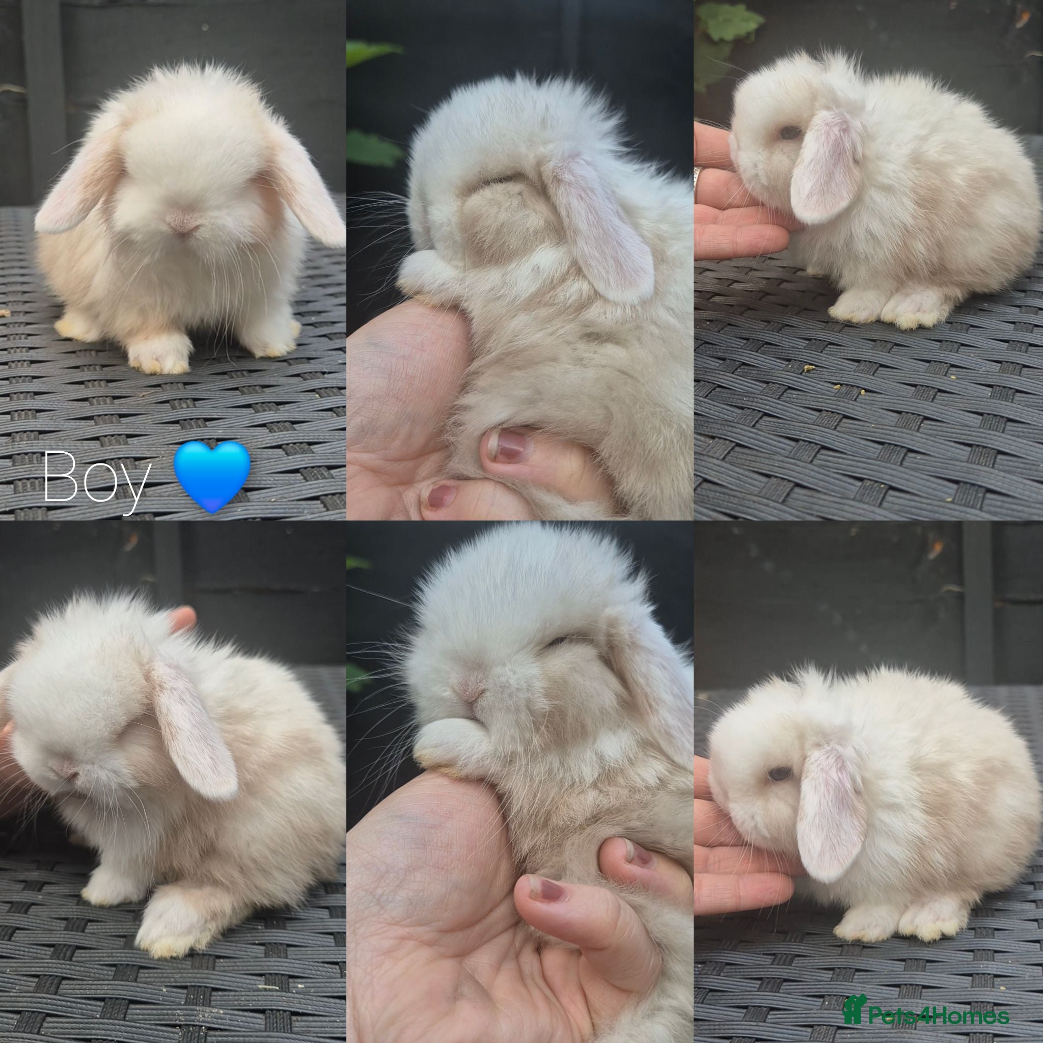 Mini Lop rabbits Mini lop Rabbit  - Advert 11