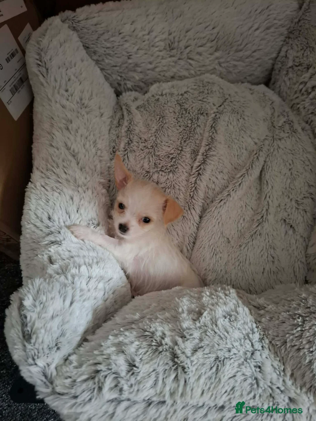 Mixed Breed dogs for sale: Lucy 8 weeks old in London - Advert 4