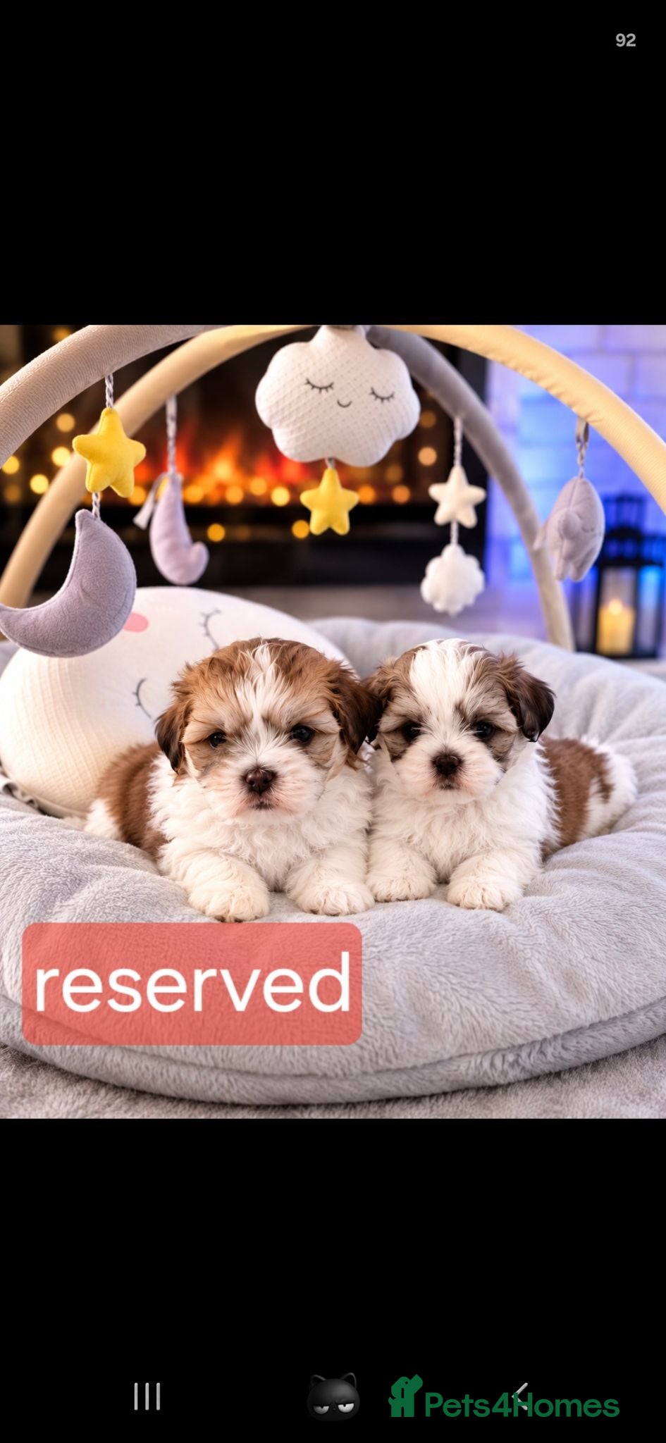 Malshi dogs Rare Malshi Puppies – Maltese  - Advert 8