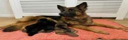 German Shepherd dogs for sale:  Long-Haired German Shepherd Puppies - Advert 18