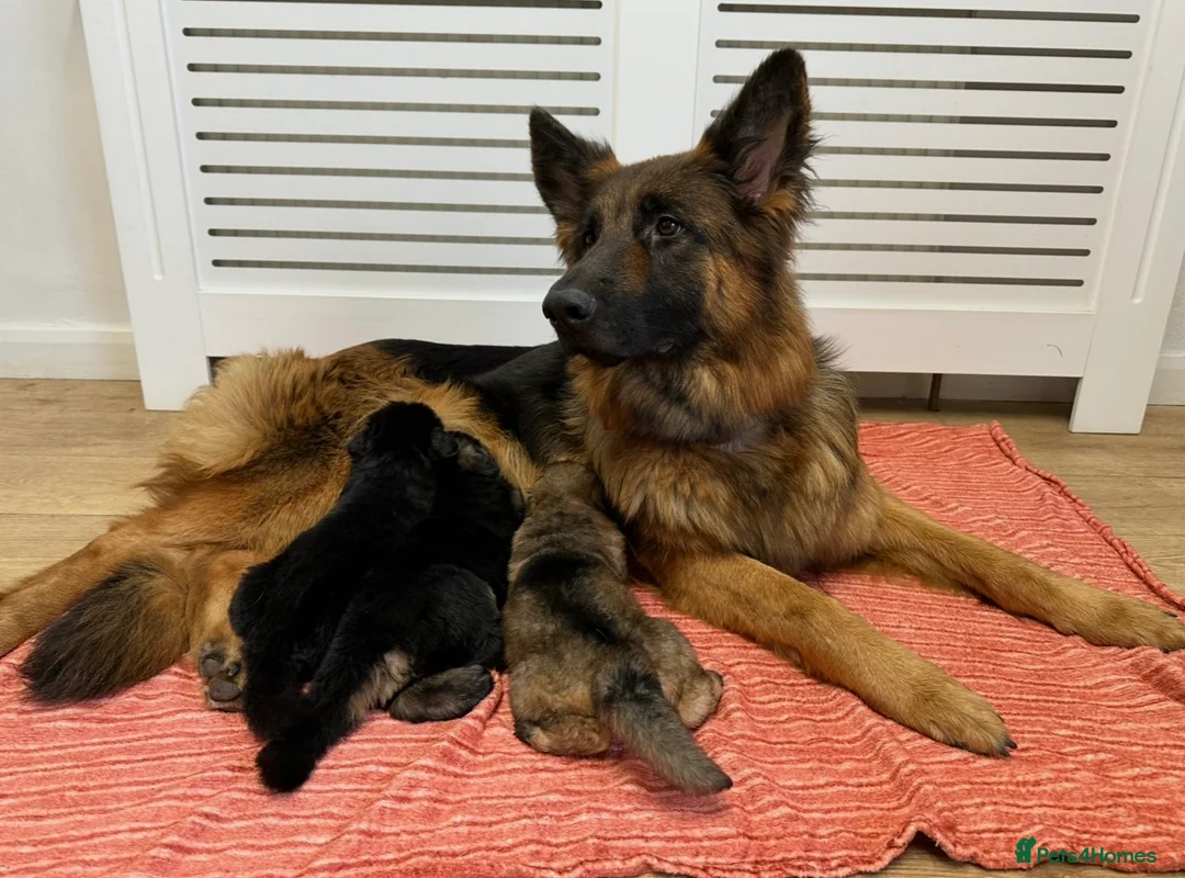 German Shepherd dogs for sale:  Long-Haired German Shepherd Puppies - Advert 18