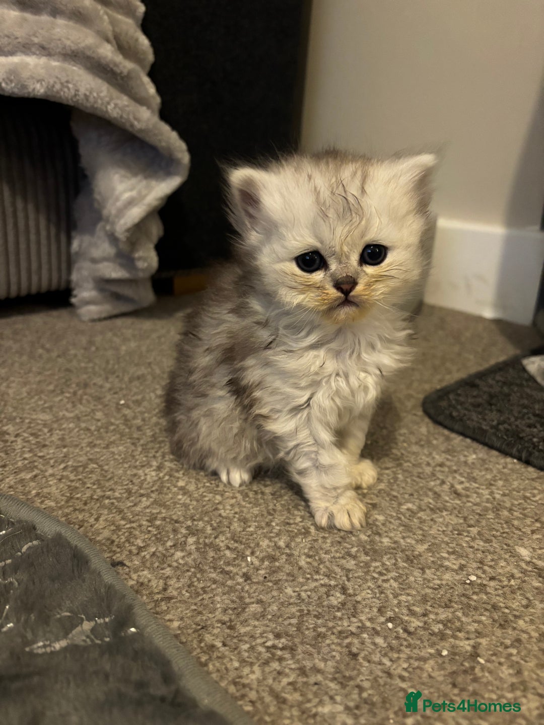 Maine Coon cats for sale: Maincoon / Persian babies looking for laps  - Advert 3