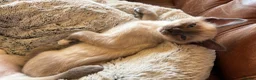Tonkinese cats for sale: Superb Tonkdoll kittens - Advert 13