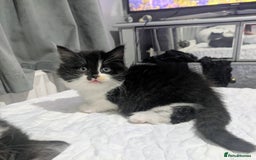 Mixed Breed cats for sale: Maine coon cross kittens ready now 🩵 - Image 3