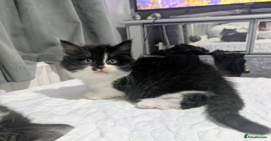 Mixed Breed cats - Advert 5